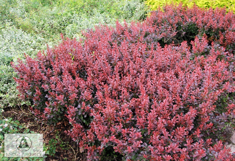 Garden View Berberis Thunbergii Crimson Pygmy Barberry Japanese