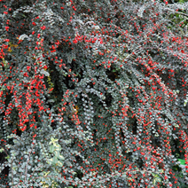 Cotoneaster splendens
