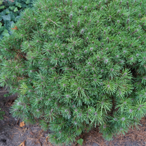 Pinus mugo 'Karavanek'