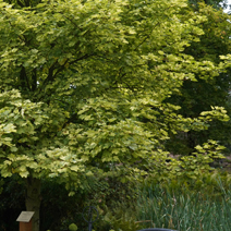 Acer pseudoplatanus 'Tricolor' 
