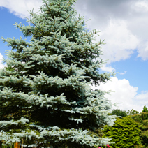 Picea pungens 'Edith'