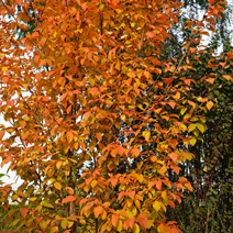 Zdj. nr 16;  Barwa jesienna.