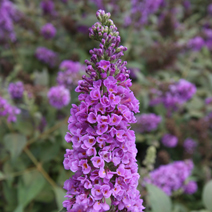 Buddleja 'Blue Chip' 'LO and BEHOLD' PBR