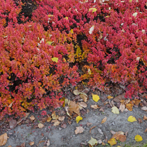 Zdj. nr 11;  Barwa jesienna.