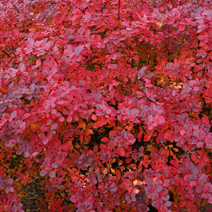 Zdj. nr 3;  Barwa jesienna.