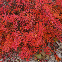 Zdj. nr 8;  Barwa jesienna.