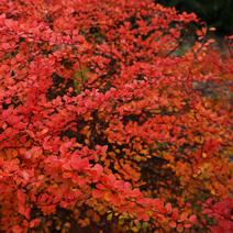 Zdj. nr 4;  Barwa jesienna.