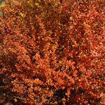 Zdj. nr 3;  Barwa jesienna.