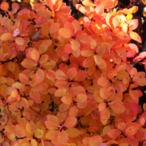 Zdj. nr 12;  Barwa jesienna.