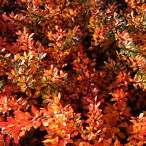 Zdj. nr 4;  Barwa jesienna.
