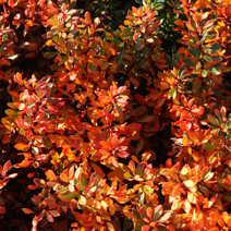 Zdj. nr 5;  Barwa jesienna.