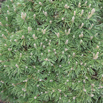 Pinus mugo 'Leucolike' 