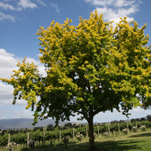 Quercus robur 'Concordia'