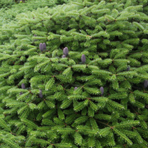 Abies x arnoldiana 'Cyrille'