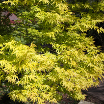 Acer palmatum 'Katsura' 