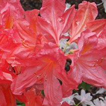 Rhododendron  mollis 'Apple Blossom'