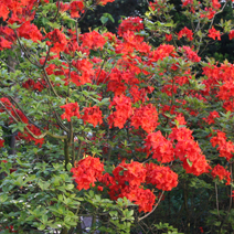 Rhododendron  (Knaphill-Exbury) 'Fireball'