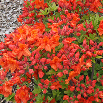 Rhododendron  (Knaphill-Exbury) 'Gibraltar'