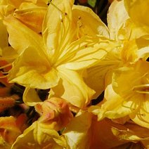 Rhododendron  (Knaphill-Exbury) 'Golden Sunset'