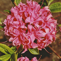 Rhododendron  (Knaphill-Exbury) 'Homebush'