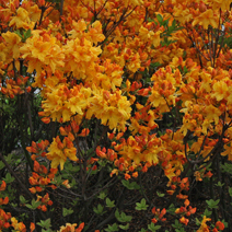 Rhododendron  (Knaphill-Exbury) 'Sunte Nectarine'