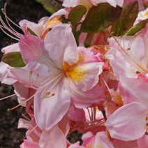 Rhododendron  (Knaphill-Exbury) 'Satomi'