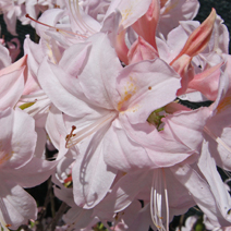 Rhododendron  prinophyllum 'White Lights'