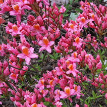 Rhododendron  pontica 'Fanny'
