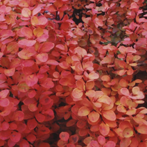 Zdj. nr 8;  Barwa jesienna