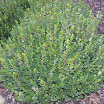 Buxus microphylla 'Faulkner'