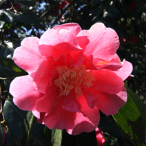 Camellia 'Francie L'