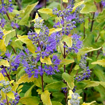 Caryopteris x clandonensis 'Sunny Blue' ®