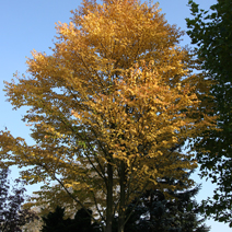 Zdj. nr 12;  Barwa jesienna