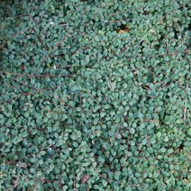 Cotoneaster procumbens 'Queen of Carpets' (C. microphyllus 'Queen of Carpets')