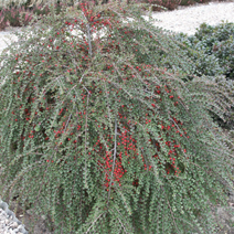 Cotoneaster perpusillus (syn. C. horizontalis perpusillus)