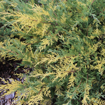 Juniperus x pfitzeriana 'Blue and Gold' (J. media 'Blue and Gold')