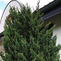 Juniperus chinensis 'Blaauw'