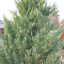 Juniperus chinensis 'Variegata'