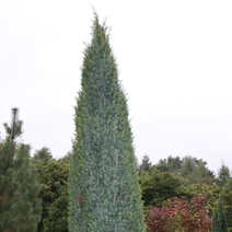 Juniperus communis 'Hibernica'