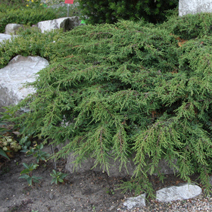Juniperus communis 'Hornibrooki'