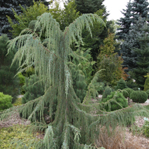Juniperus communis 'Horstmann'