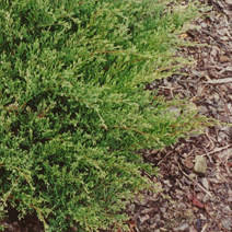 Juniperus horizontalis 'Prostrata'