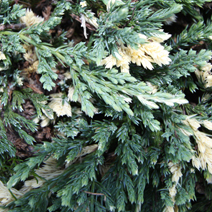 Juniperus horizontalis 'Villa Marie'