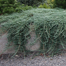 Juniperus horizontalis 'Wiltonii' (J. h. 'Glauca')