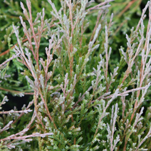 Juniperus horizontalis 'Winter Blue'
