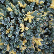 Juniperus squamata 'Floreant'