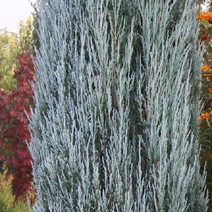 Juniperus scopulorum 'Blue Arrow' (J. virginiana 'Blue Arrow')