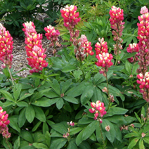 Lupinus polyphyllus 'Red'