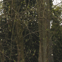 Magnolia x veitchii