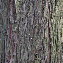 Metasequoia glyptostroboides